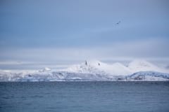 Norvege-Senja-130