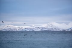Norvege-Senja-131