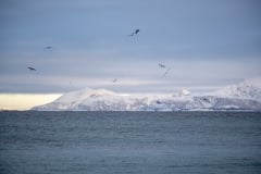 Norvege-Senja-132