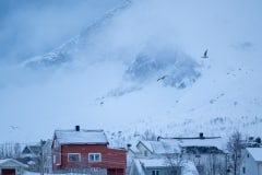 Norvege-Senja-145