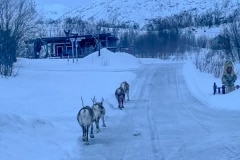 Norvege-Senja-208