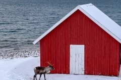 Norvege-Senja-58