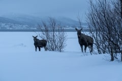 Norvege-Senja-74