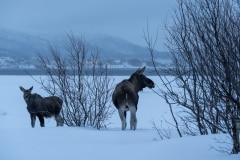 Norvege-Senja-76