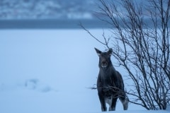 Norvege-Senja-80