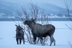 Norvege-Senja-81