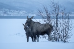 Norvege-Senja-82