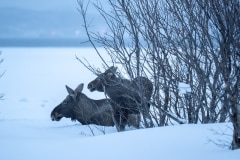 Norvege-Senja-83