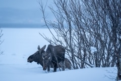 Norvege-Senja-84