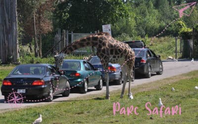 Parc Safari