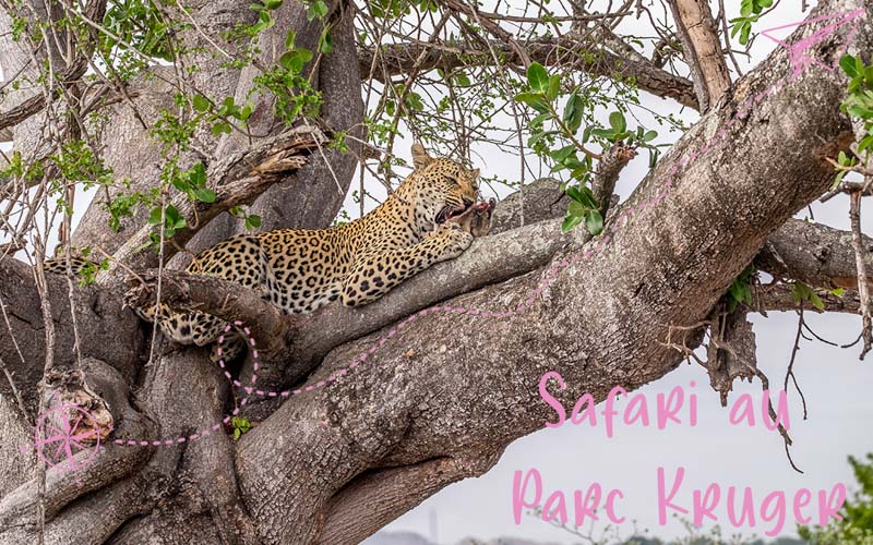 Safari au parc Kruger et à Sabi Sand
