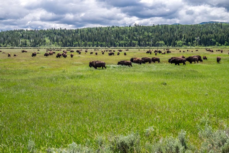 Grand Teton National Park - 00009