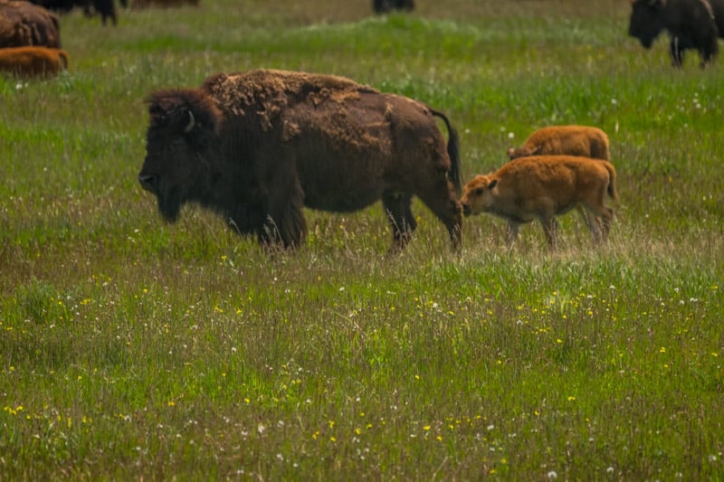 Grand Teton National Park - 00010