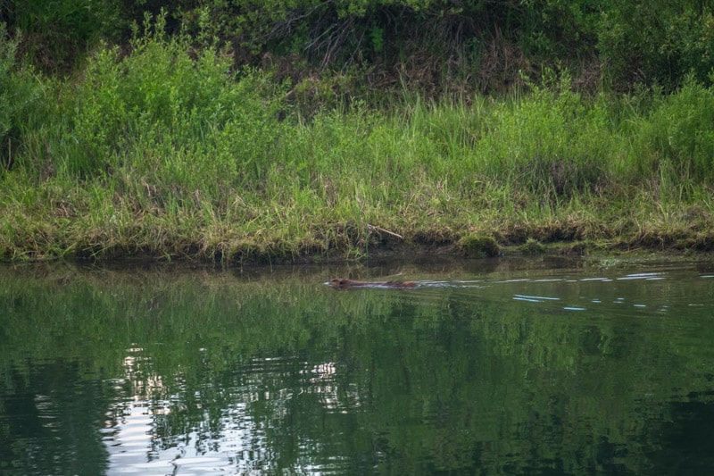 Grand Teton National Park - 00049