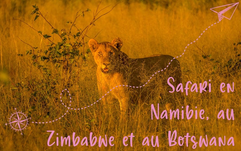 Safari en Namibie, au Zimbabwe et au Botswana : la vidéo