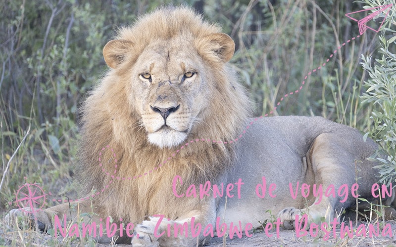 Carnet de voyage en Namibie, Zimbabwe et Botswana