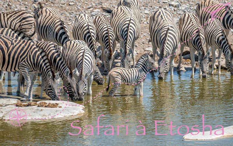 Safari à Etosha