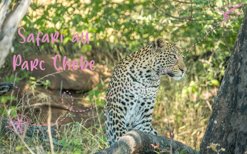 Safari au Parc Chobe