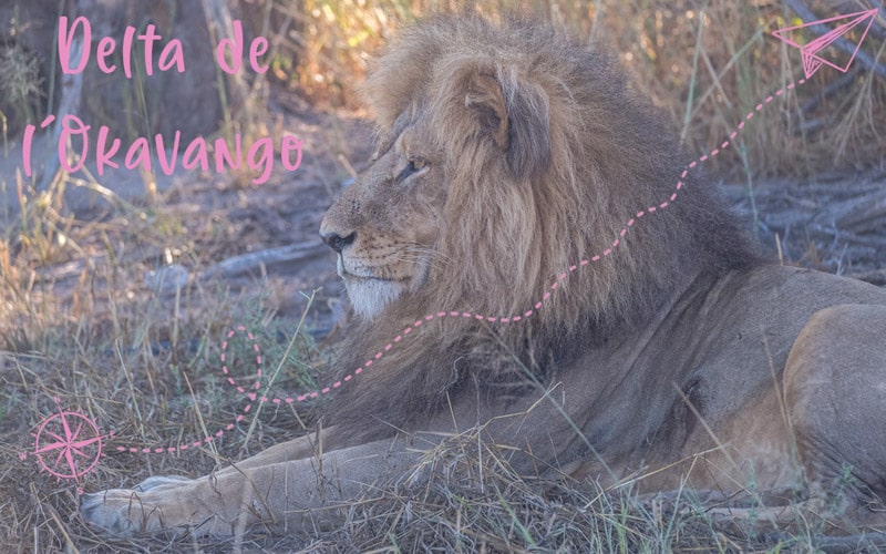 Safari dans le delta de l&rsquo;Okavango