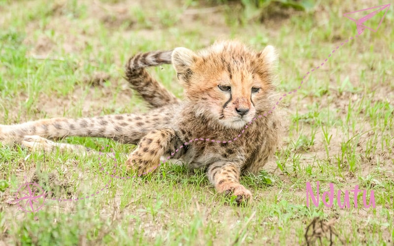 4 jours à Ndutu