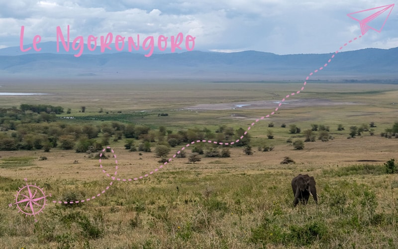 Arrivée en Tanzanie et safari dans le cratère du Ngorongoro