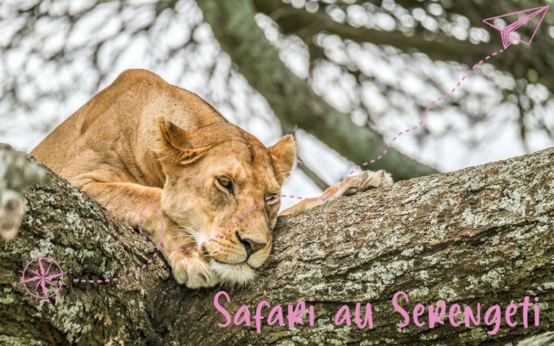 Safari au Serengeti