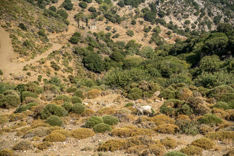 Naxos-163