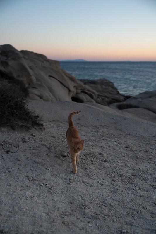 Naxos-272